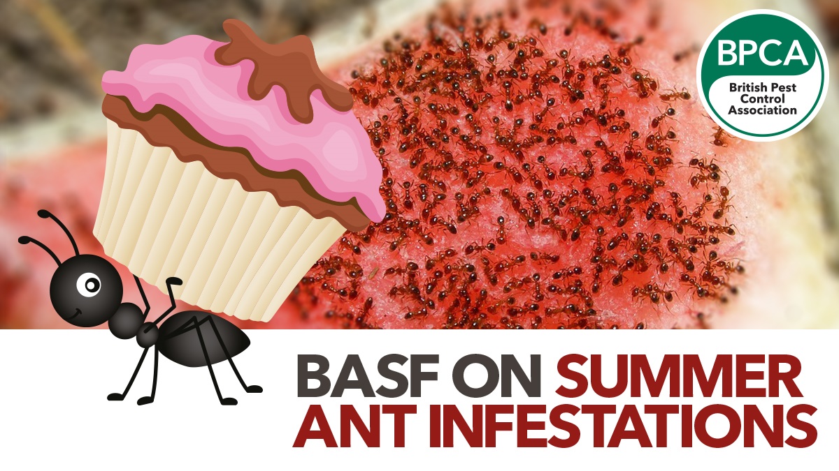 summer ant hero summer ant hero